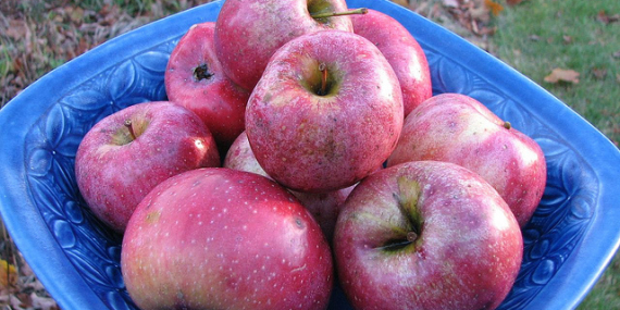 Des pommes un peu abimées, de la nourriture freegan.