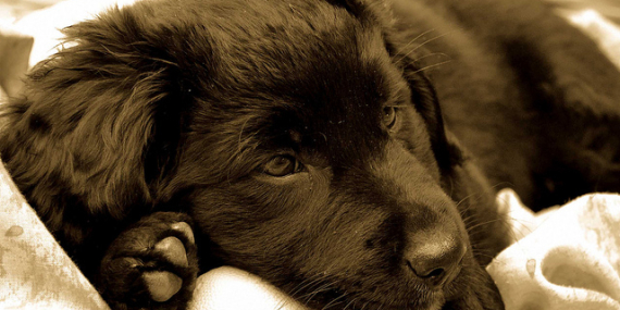 chiot labrador noir par y.becart
