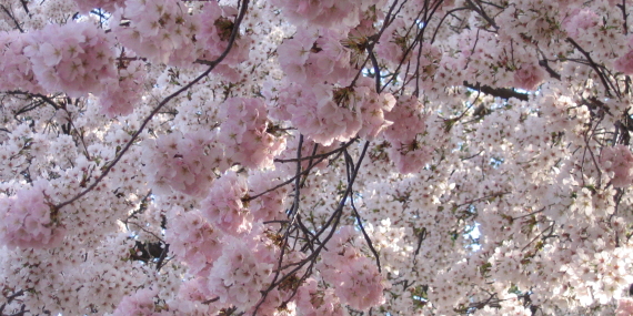 fleurs de cerisier