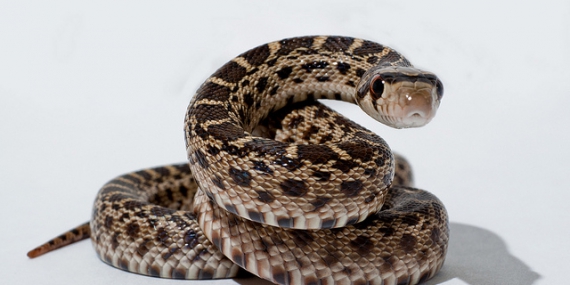 Serpent